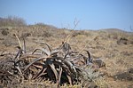 Aloe scabrifolia Marsabit severne 16km GPS173 Kenya 2014_0562.jpg
